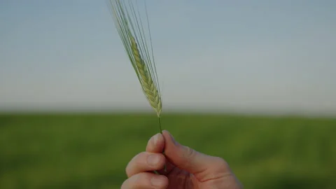 Close-up of a green ear of wheat on the background of a field Stock Footage 201482535