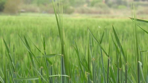 Close-up of a green ear of wheat on a windy day Stock Footage 107332266