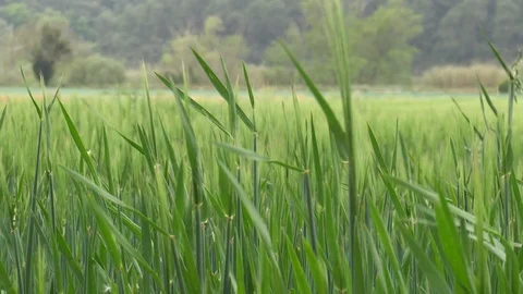 Close-up of a green ear of wheat on a windy day Stock Footage 107332342