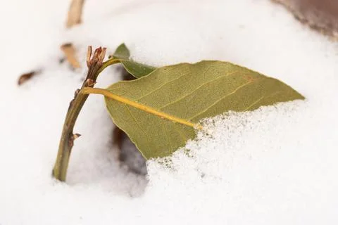 Close up green early spring leaf in snow winter snow-covered plant Stock Photos
