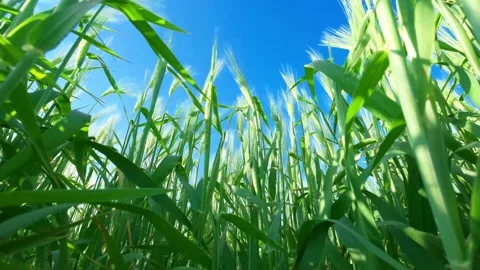 Close-up green ears of wheat swaying in wind 库存影片 336381314