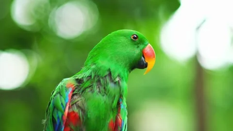 Close up green eclectus parrot in motion with red and blue accents sitting on Stock Footage 340861389