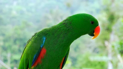 Close-up of green eclectus parrot watching around  Видео 93536660