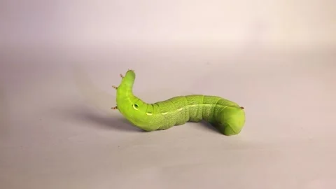 Close-up Green Elephant Hawk-moth caterpillar isolated on white background. Stock Footage 323267032