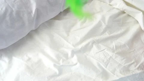 Close Up of green feather flying on the bed Stock Footage 168742739