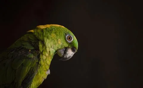 Close up of a green feathered parrot, close up of green parrot eye with copy  Stock Photos