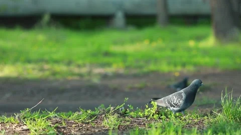 A close up of a green fence Stock Footage 157605093