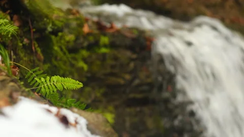 Close up of green fern on background small waterfall at early spring Stock Footage 326440631