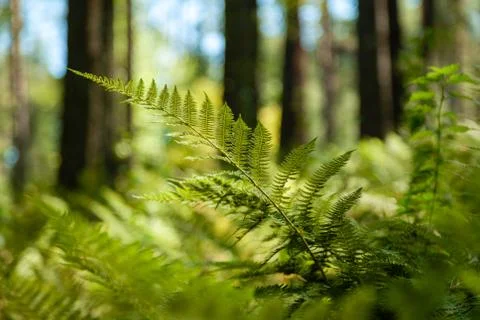 Close-up green fern branch, fresh foliage leaves in sunlights Stock Photos