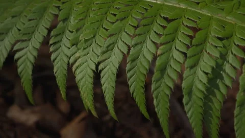 Close-Up of Green Fern Leaf in Forest Floor Stock Footage 289642616
