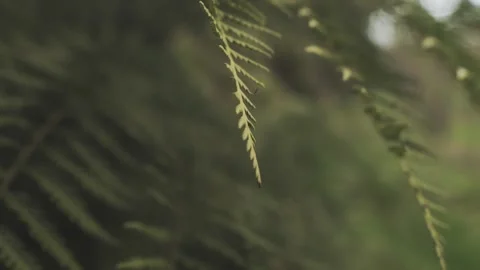 Close up of a green fern leaf with soft camera moves. Stock Footage 248330727