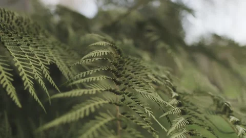Close up of a green fern with soft camera moves and the sky at background. 스톡 동영상 248330728