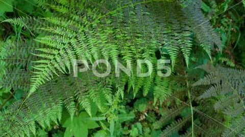 Close-up of green ferns growing in the Olympic National Park, Washington. Stock Photos