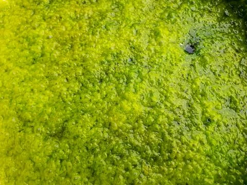 Close Up of Green Fertilizer Solution for Vegetable Plants Fotos de archivo