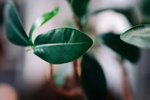 Close-up of a green ficus leaf, shallow depth of field. Stock Photos