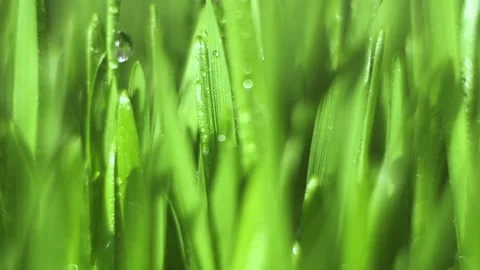 Close up of a green field with dew drops on the grass Stock Footage 302953841