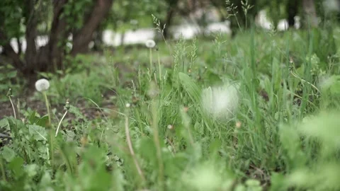 A close up of a green field Video stock 131583027