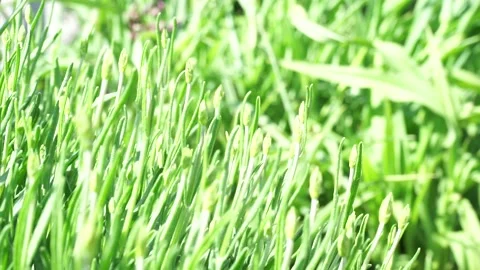 A close up of a green field Stock Footage 133601161
