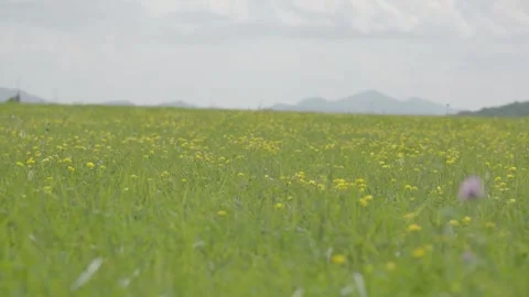 A close up of a green field 動画素材 155588722