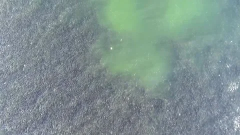 A close up of a green field 動画素材 156024101