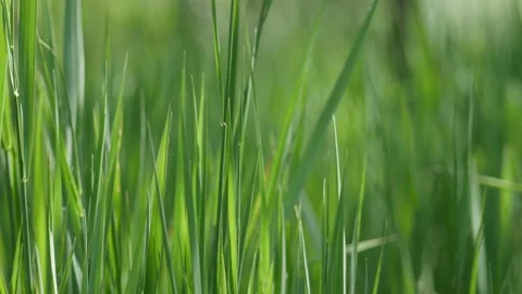 Close up of green field grass on a spring wind. Stock Footage 131190918