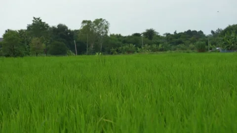 A close up of a green field of rice Stock Footage 253642888