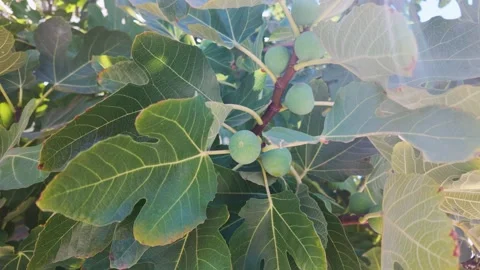 Close-up of green fig tree branch 스톡 동영상 341104299