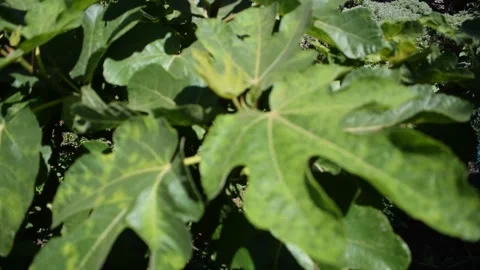 Close-up of Green Fig Tree Leaves Stock Footage 325788251