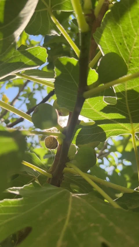 Close up of green figs growing on tree with sunlight 4K Stock Footage 345059609
