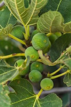 Close-up of green figs growing on a tree Stock Photos