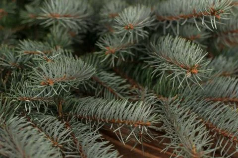 Close-up of green fir winter tree branches. Stock Photos