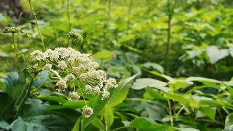 Close-Up of Green Flower Buds Stock Footage 316891316