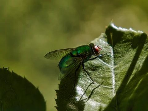 Close up of a green fly on a green leaf during sunny day 写真素材