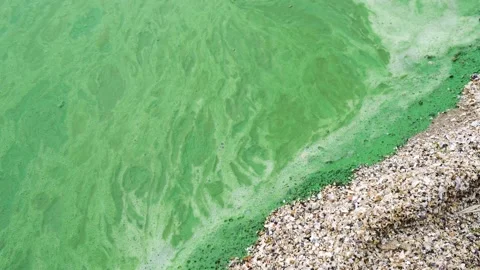 Close-up green foam floating on water of river, environmental pollution concept. Stock Footage 153675989