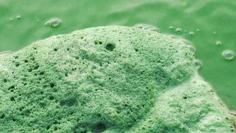 Close-up green foam floating on water of river, environmental pollution concept. 库存影片 153676095