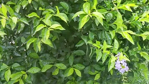 Close-up of green foliage and small purple flowers on a garden bush a detail 動画素材 337715436