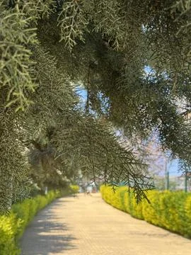Close-Up of Green Foliage with Pathway in Background Foto stock