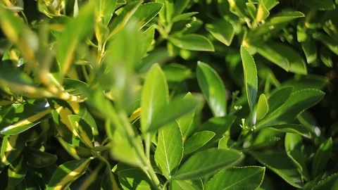 A close up of a green foliage texture 2 Stock Footage 128695460