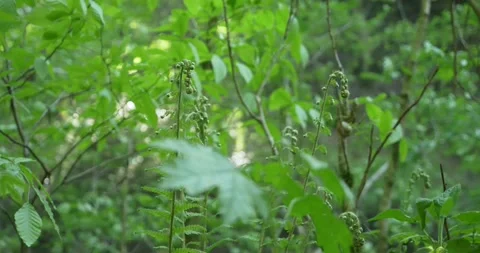 Close-up of green foliage of trees in the forest in the wind Vidéo 155998377
