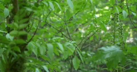 Close-up of green foliage of trees in the forest in the wind Stock Footage 156035107