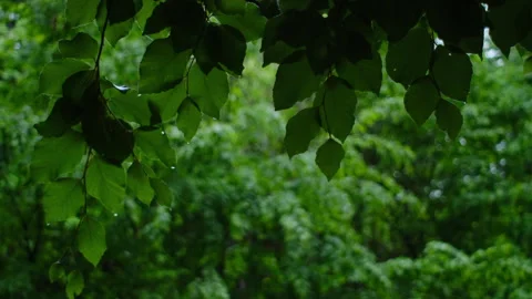Close up of green forest during calm rain at spring or summer time Stock Footage 330677755