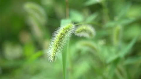 Close up of green foxtail grass swaying gently in a summer meadow breeze Stock Footage 341955805