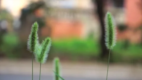 Close up of green foxtail grass swaying gently in a summer garden breeze Video stock 342013449