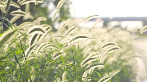 Close up of green foxtail grass swaying gently in the warm golden sunlight Stock Footage 342226032