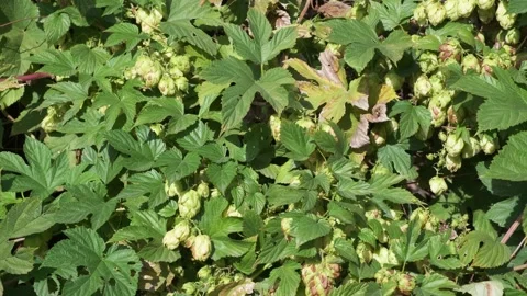 Close-up of green fresh hops cones on a field at sunny day Stock Footage 140819033