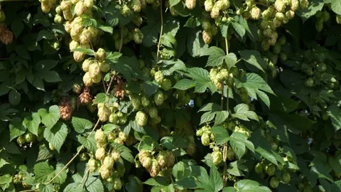 Close-up of green fresh hops cones on a field at sunny day Stock-Footage 140904920