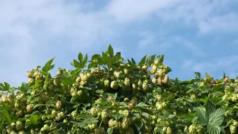Close-up of green fresh hops cones on a field at sunny day Stock Footage 140905089