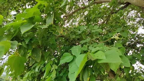 Close-up Green fresh leaves moving slowly by wind. Small leaves on the branches. Stock-Footage 312345656