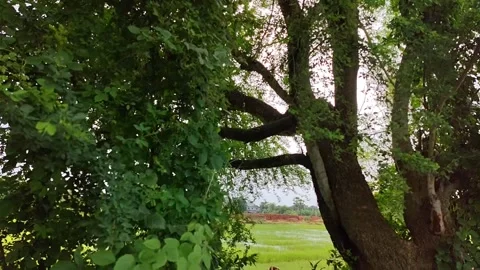 Close-up Green fresh leaves moving slowly by wind. Small leaves on the branches. Vidéo 312345907