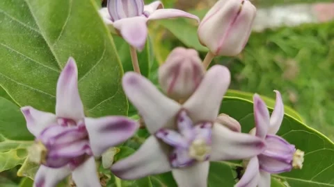 Close-up Green fresh leaves moving slowly by wind. Small leaves on the branches. Stock Footage 312347404